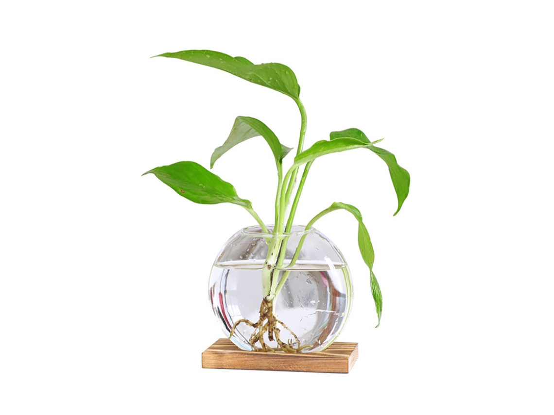 Vaso De Vidro Hidropônico Estilo Nórdico Criativo Para Plantas