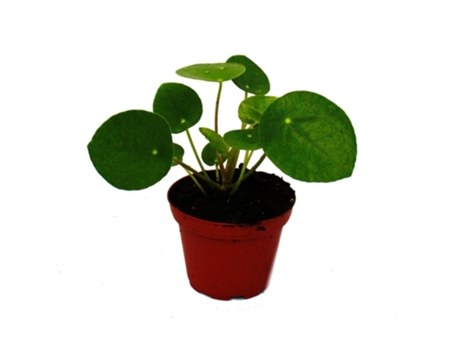 Pilea Peperomioides Árvore Do Dinheiro Chinesa Planta de Umbigo em Vaso de 7Cm EXOTENHERZ