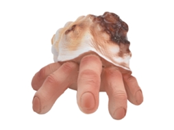 Ornamentos De Resina Dedo Shell Decorativos Para Ambientes