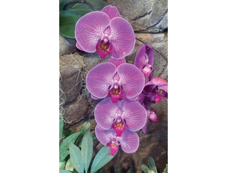 Livro Hot Pink Orchid Journal De Ns Journals (inglês)
