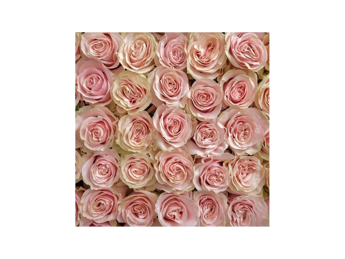 Rosas Variadas | Flor Natural | Ramo De 25 Tallos | 60cm De Alto Rosa Mondial