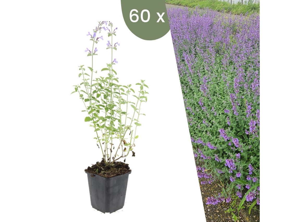 | 60 Plantas De Hortelã Gato | Nepeta Walkers Low | Cobertura Do Solo Hardy | Perenes Hardy | Plantas De Jardim Hardy Plants By Frank