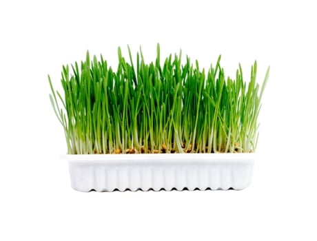 Erva gateira DUVO+ (Quantidade: 100 g)