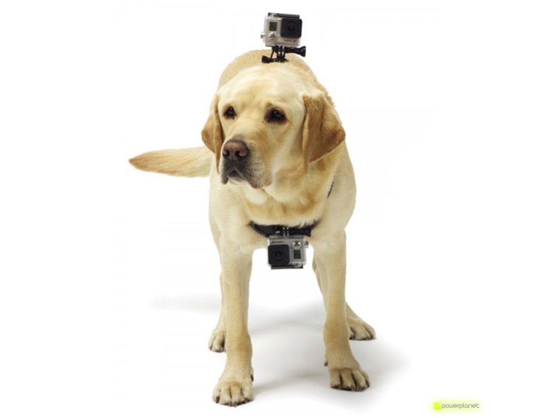 Pet Harness Câmera COMPATIBLE