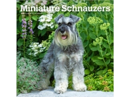 Livro Schnauzers Miniature 2026 Square Flap Calendar de BrownTrout Books (Inglês)