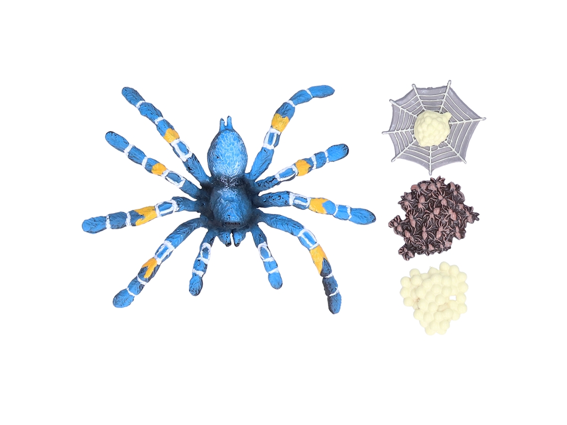 Mali modelo de Ciclo de Vida da Aranha Brinquedo Educativo para Crianças Acima de 3 Anos
