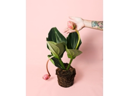 Flamingo Medinilla | Planta de interior com flores | Planta pura