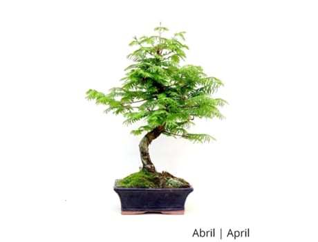 Bonsai Metasequoia de 9 Anos LUSO BONSAI