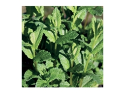 Óleo Essencial de Hortelã-Pimenta 10ml 144 Lakshmi