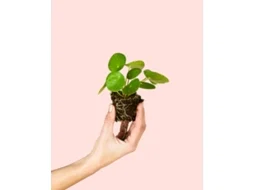 Pilea Peperomioides | Planta Natural De Interior Pet Friendly E Resistente | Pur Plant
