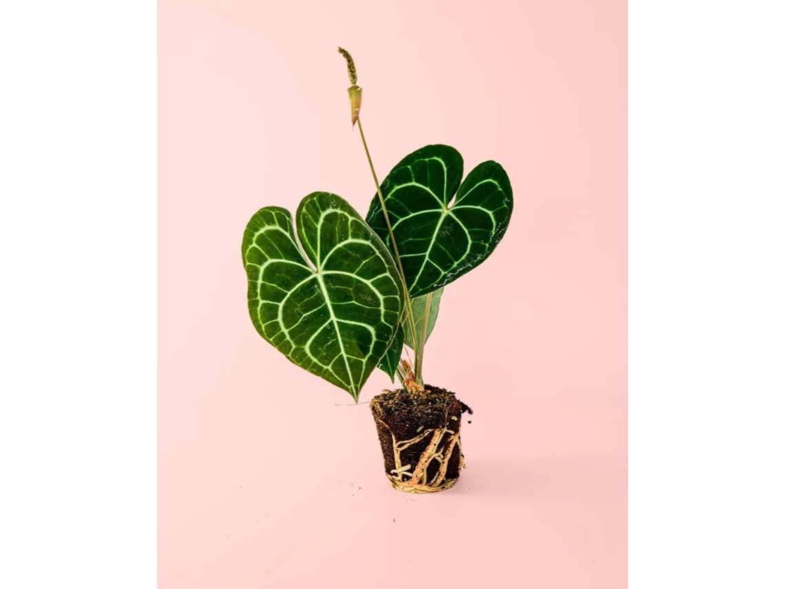 Anthurium Clarinervium 12 Cm | Planta Tropical Elegante | Pur Plant