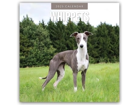 Livro Whippets 2025 Square Wall Calendar de Red robin (Inglês)