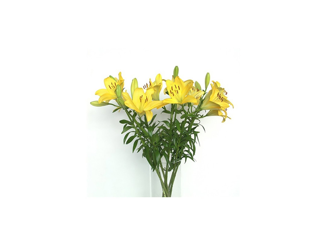 Liliums La | Flor Natural | Ramo De 10 Tallos | 80cm De Alto Amarillo