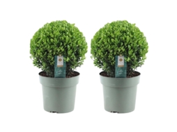 Bola de azevinho XL | 2x Ilex crenata Jenny bola XL | conjunto de 2 peças | 25 cm Ø diâmetro | substituição de buxo | plantas | plantas de jardim
