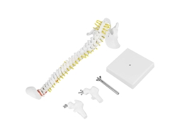 Coluna Vertebral Humana YURU, Flexível, Removível, 38cm, Estudo de Anatomia
