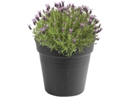 JILLIOPER Vaso de Cultivo Green Basics 13 - Cinza Escuro por Dentro e Fora - Ø 17 x A 15,6 cm