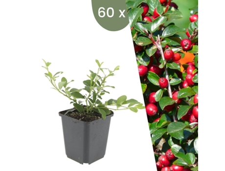 | 60 Plantas De Cotoneaster | Cotoneaster Dammeri | Cobertura Do Solo Resistente | Perenes Resistentes | Plantas De Jardim Resistentes Plants By Frank