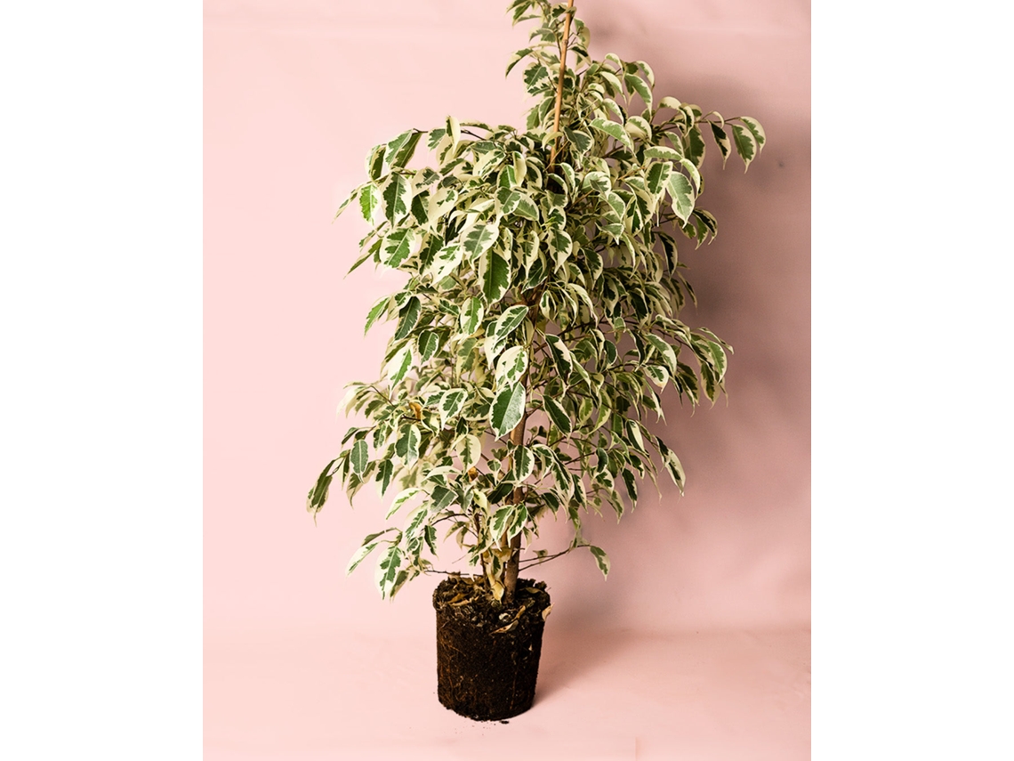 Ficus Hawai L | Planta Natural Tropical Variegada | Vaso Ø14 Cm Aprox. | Pur Plant
