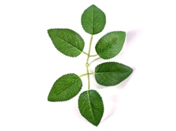Laxiscreed Tela De Seda Com Seis Folhas De Rosa Verde Para Impressão Artística De Alta Qualidade
