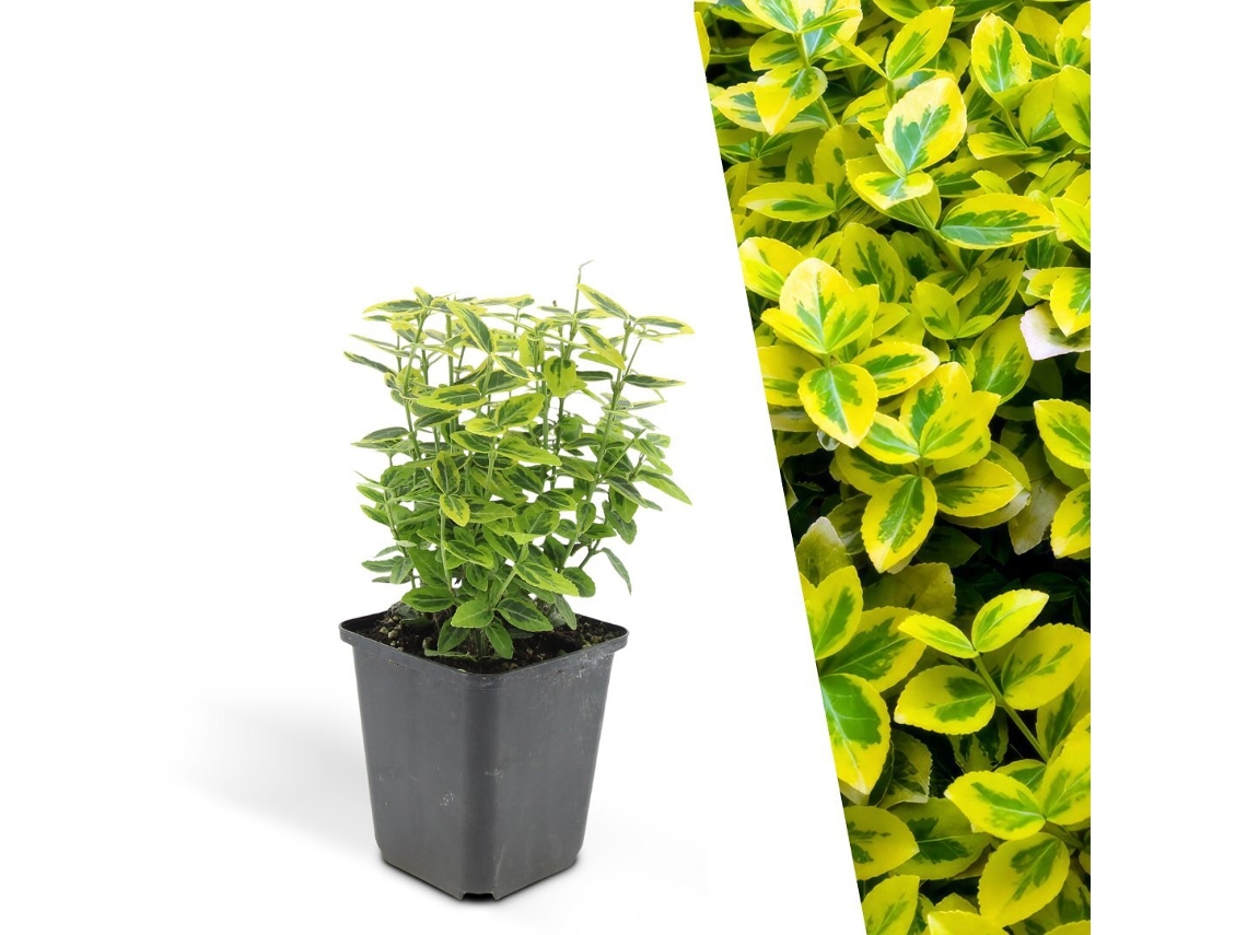 60 Plantas de Arbusto Fusiforme Amarelo, Euonymus Fortunei 'emerald 'n Gold', Cobertura Resistente, Perenes, PLANTS BY FRANK