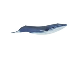 SAFARI Blue Whale