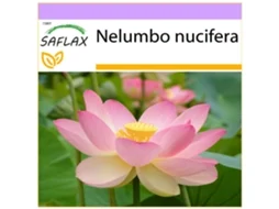 SAFLAX Flor de Lótus Indiana Nelumbo Nucifera 8 Sementes