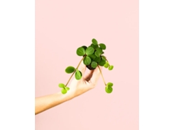Peperomia Hope | Planta Natural De Interior Pendente E Pet Friendly | Pur Plant