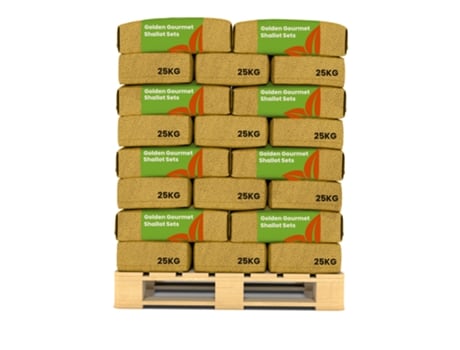 Plantas De Chalota Golden Gourmet 14/21 - 1000 Kg - Organifer