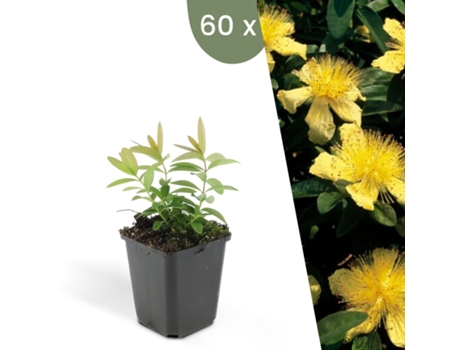 | 60 Plantas De Erva De São João | Hypericum Calycinum | Cobertura Do Solo Hardy | Perenes Hardy | Plantas De Jardim Hardy Plants By Frank