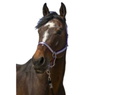 Cabeçada Nylon Soft Castanho Fullnorton Equestrian