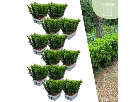 72 plantas de sebe de fuso verde | Euonymus japonicus Green Spire | Substituição de buxo | Plantas de sebe resistentes