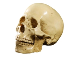 Cranio Humano Anatômico em Resina 1:1, Amarelo, Nova Line
