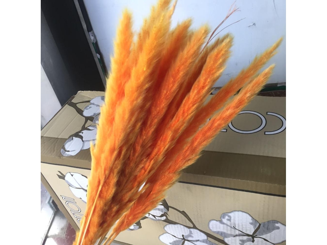 Planta Seca Phragmites Pequena Para Decoração