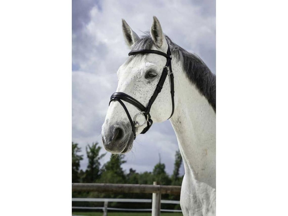 Cabeçada Soft Cinzento Cobnorton Equestrian