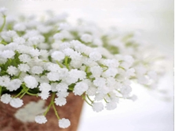 Guirlanda De Rosas Artificiais - 8 Peças - Branco, Plástico/pu, 7,8 Polegadas - Anti-desbotamento - Para Interiores E Exterior E Casamentos | Lurelia