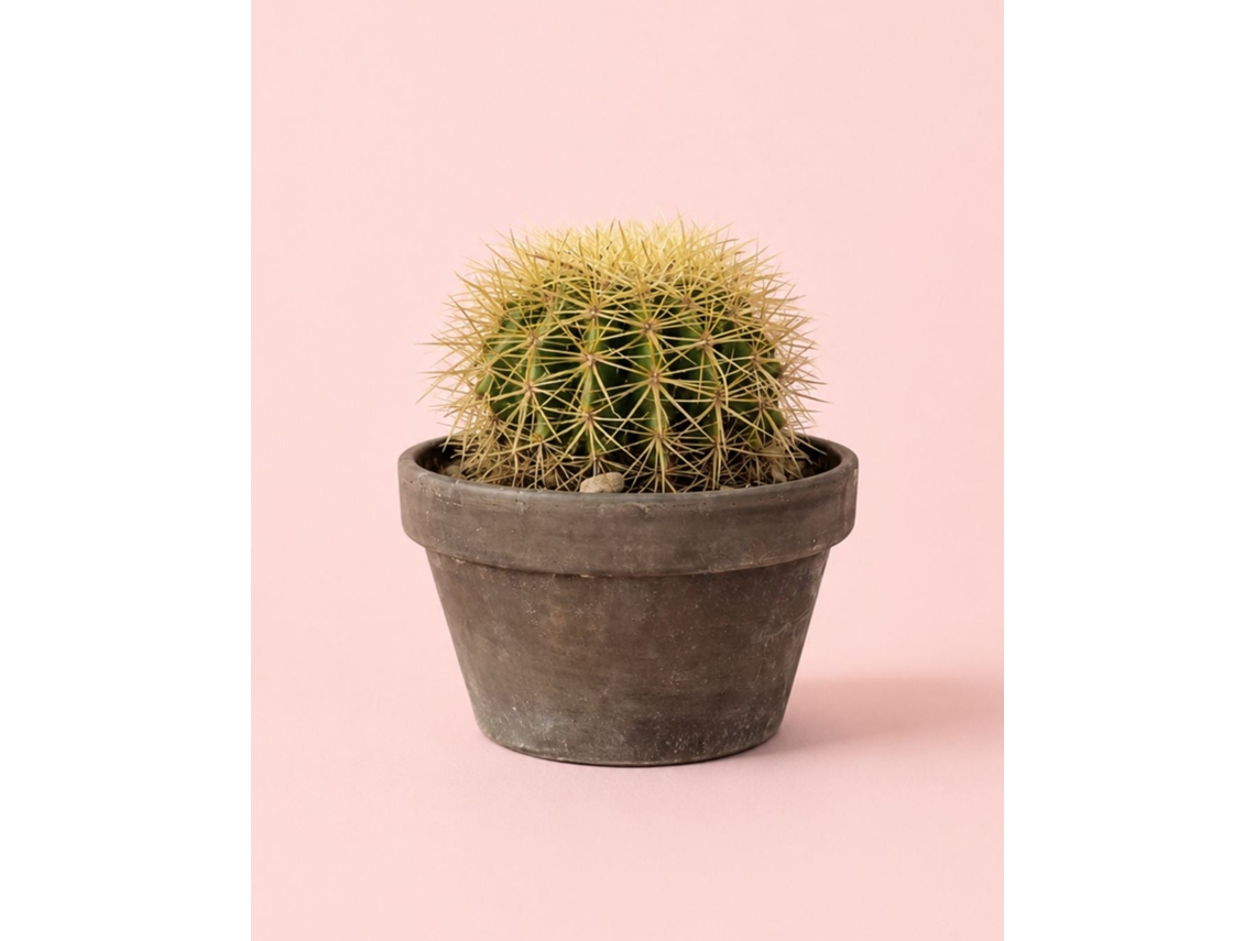 Cacto assento de sogra Echinocactus Grusonii, vaso Ø15cm PUR PLANT