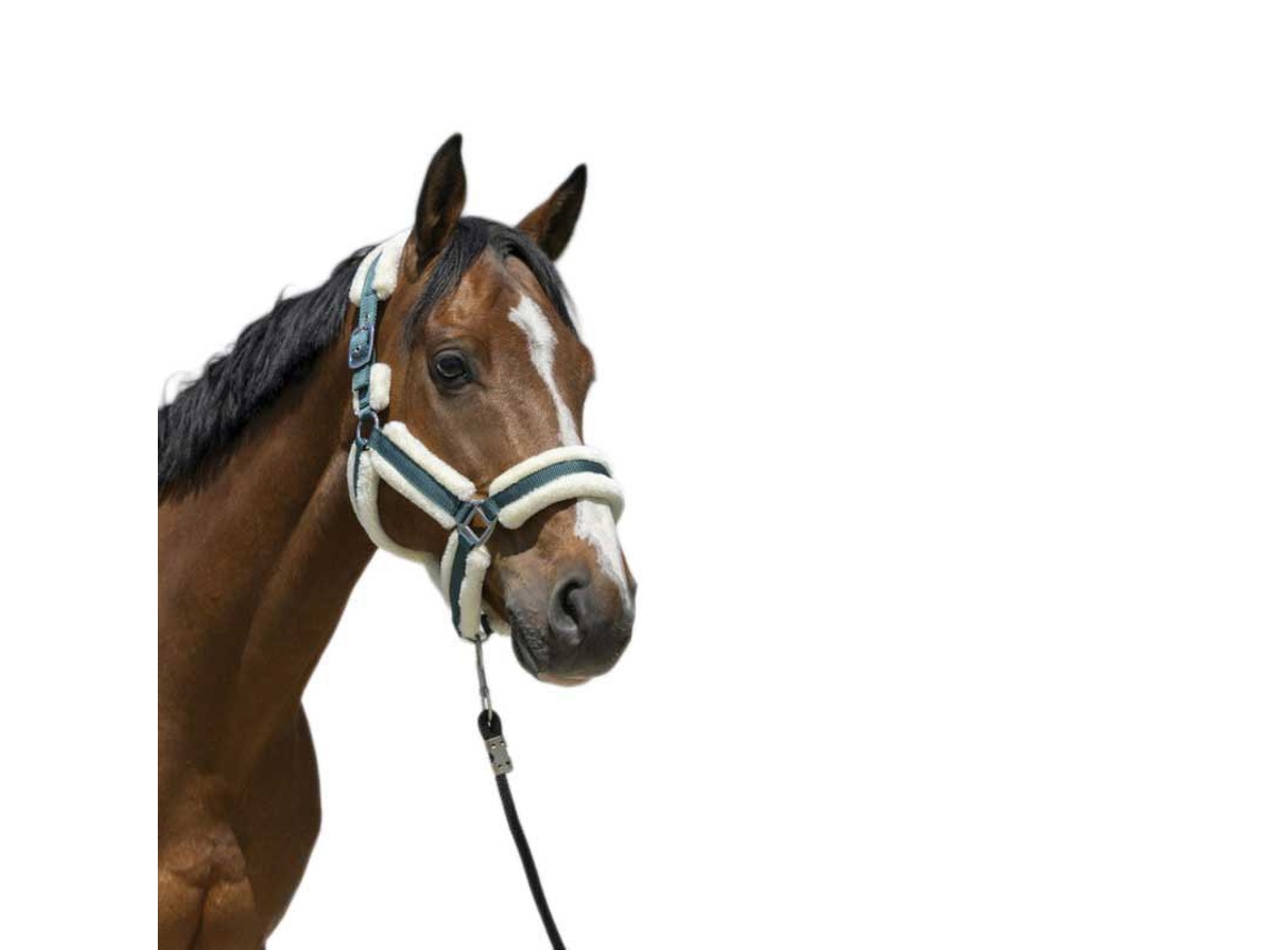 Cabeçada Cosy Verde Cobnorton Equestrian