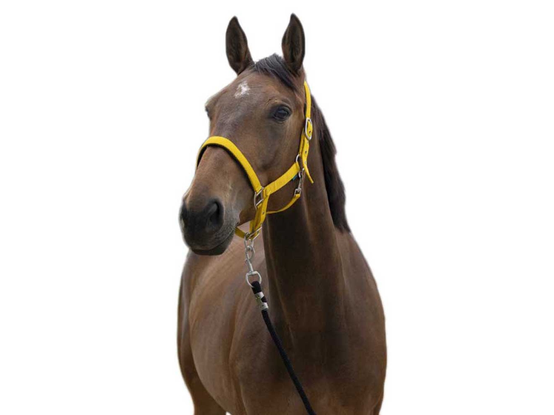 Cabeçada Satine Castanho Fullnorton Equestrian