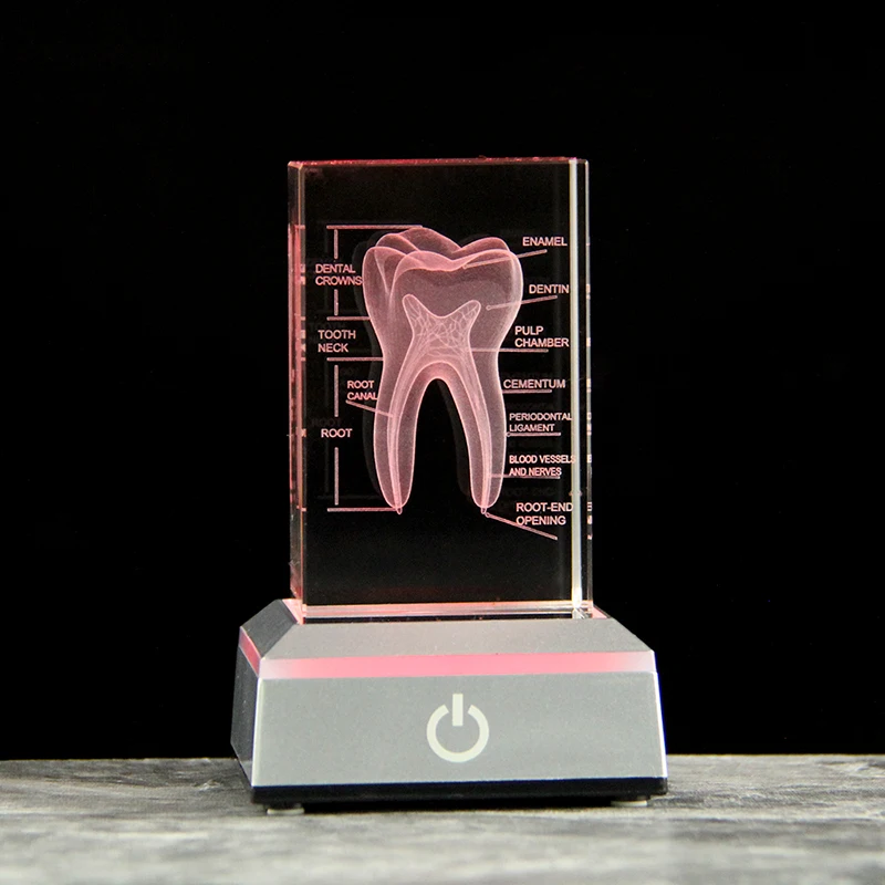 Modelo de Dente de Cristal Gravado a Laser em 3d, Acessório Didático MDUG (com Base Prateada de Led, 5x5x8 Cm)