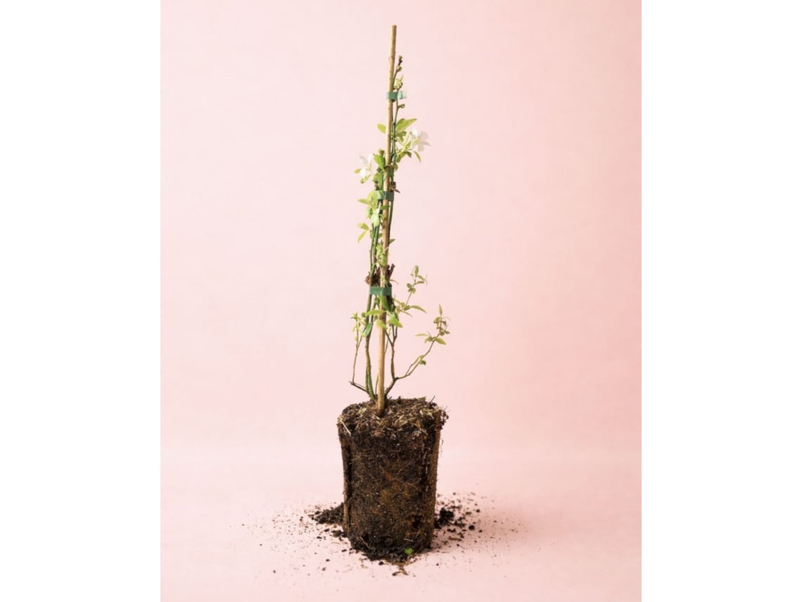Jasminum Officinale 9 Cm | Jasmim Comum Aromático | Pur Plant