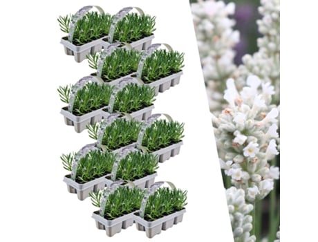 Lavanda branca perfumada 72 lavanda angustifolia | plantas de lavanda resistentes | lavanda verdadeira | plantas de jardim | 72 x Ø7 cm | 15 cm