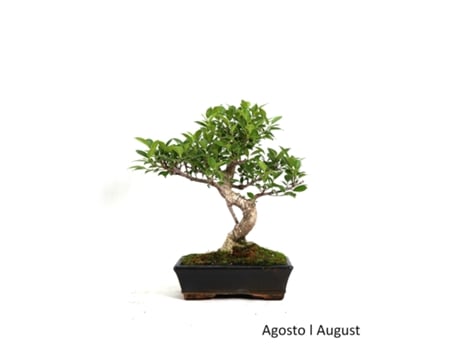 Bonsai Ficus Tiger Bark de 10 Anos LUSO BONSAI