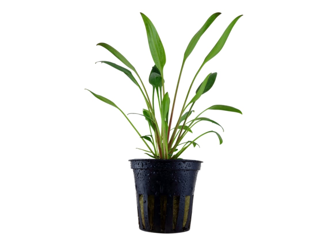Cryptocoryne X Willisii