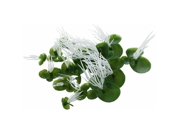 Óculos de Natação de Plástico para Aquário Verde AQUAFORGE