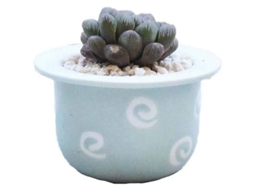 Potes de Flores Mini para Suculentas em Cerâmica | S/MARCA