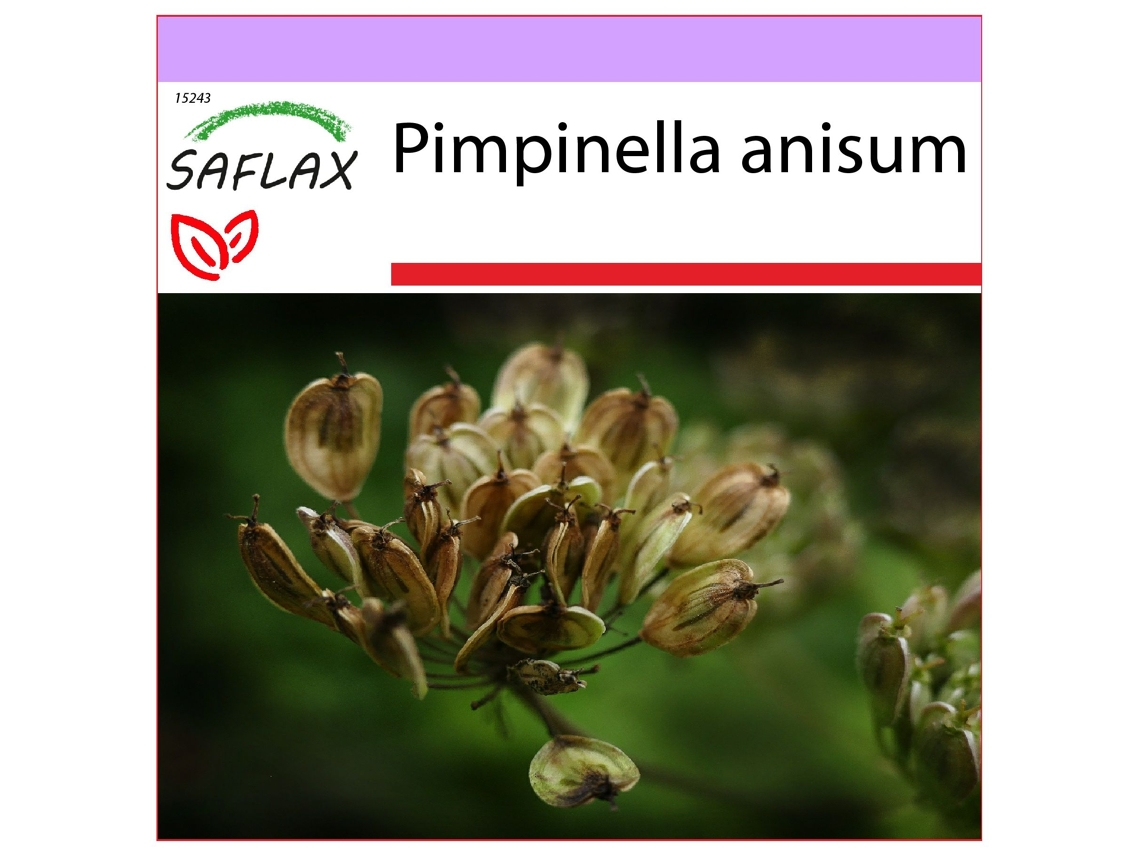 SAFLAX Anis Pimpinella Anisum 200 Sementes
