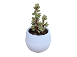 Vaso de Plástico para Suculentas e Mudas com Buracos de Drenagem para Jardim Varanda Branco 7cm | S/MARCA
