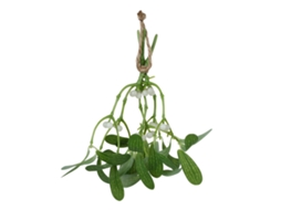 Laxiscreed Folhas Artificiais De Visco Para Decoração Natalícia, Perfeitas Para Presépios E Arranjos