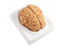 Modelo anatômico de artérias cerebrais humanas, 8 peças, base PVC S/MARCA