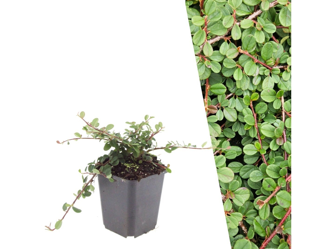12 Plantas de Cotoneaster, Cotoneaster Praecox 'queen Of Carpets', Cobertura Resistente, Perenes, PLANTS BY FRANK